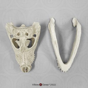 Breedvoorhoofdkrokodil Schedelmodel