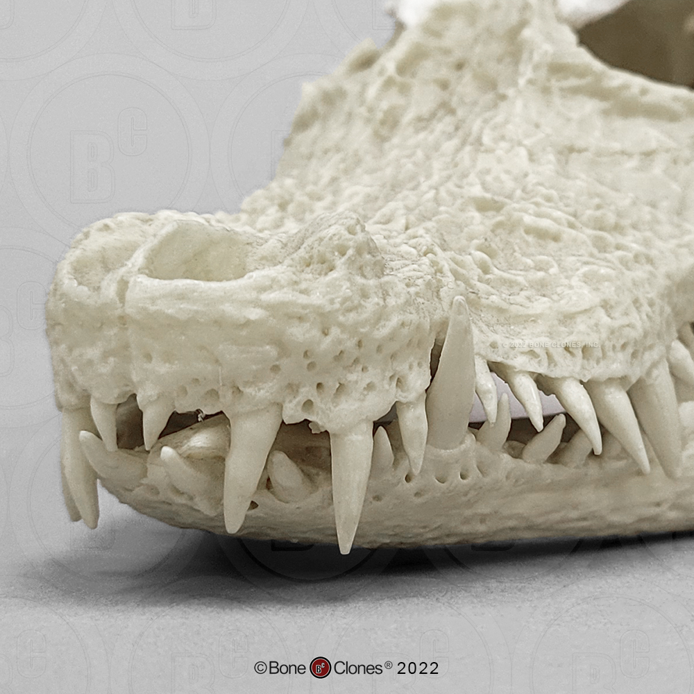 Breedvoorhoofdkrokodil Schedelmodel