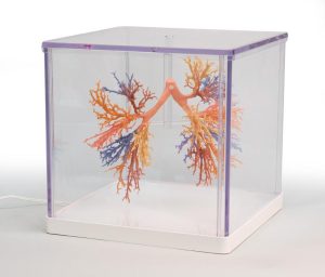Bronchiale Boom, 3D Print
