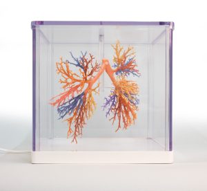 Bronchiale Boom, 3D Print