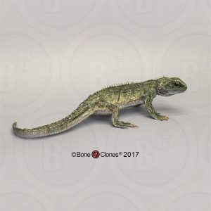 Brughagedis Model
