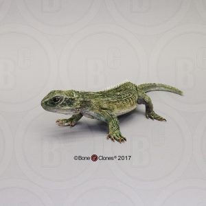 Brughagedis Model
