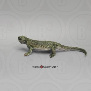 Brughagedis Model