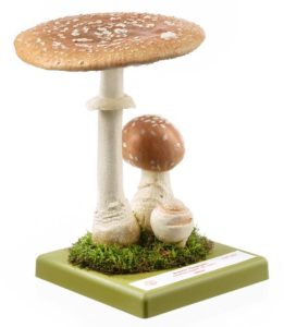 Bruine Vliegenzwam Model