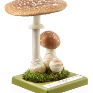 Bruine Vliegenzwam Model