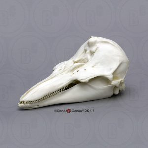 Bruinvis Schedelmodel
