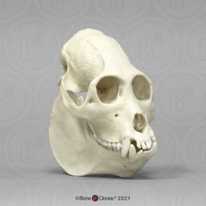 Brulaap Schedelmodel