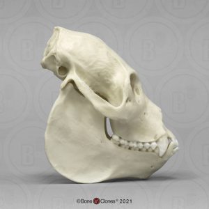 Brulaap Schedelmodel