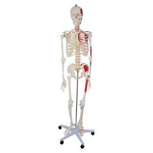 Budget Skeletmodel met Spiermarkeringen