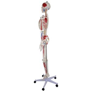 Budget Skeletmodel met Spiermarkeringen