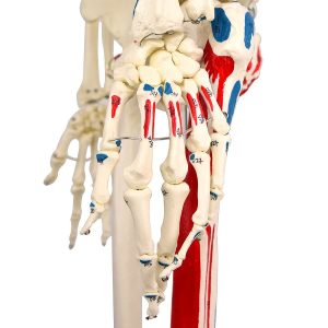 Budget Skeletmodel met Spiermarkeringen