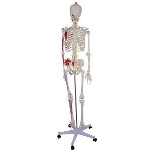Budget Skeletmodel met Spiermarkeringen