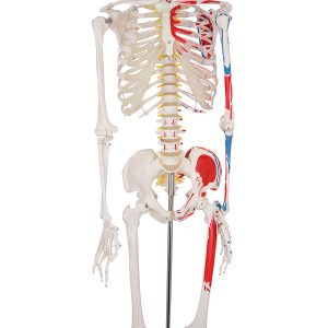 Budget Skeletmodel met Spiermarkeringen