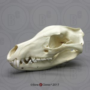 Buidelwolf Schedelmodel