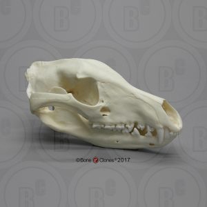 Buidelwolf Schedelmodel