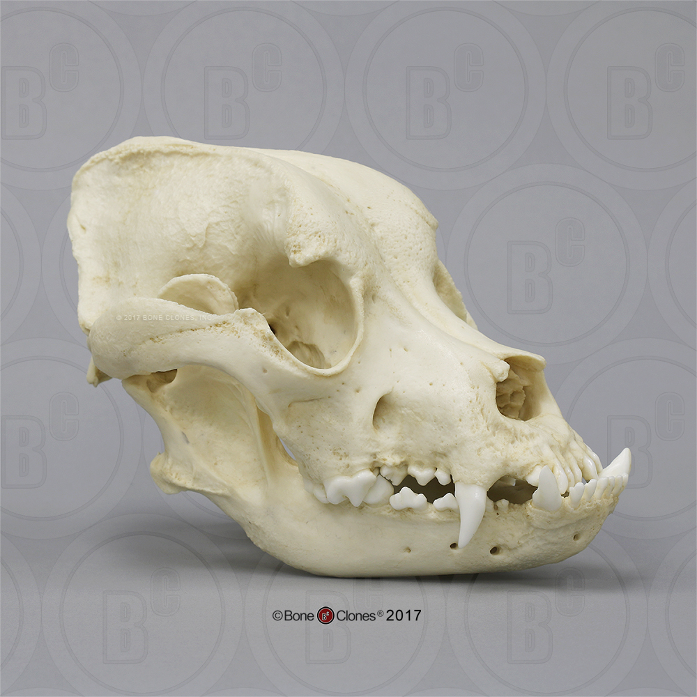 Bullmastiff Schedelmodel