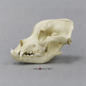 Bullmastiff Schedelmodel