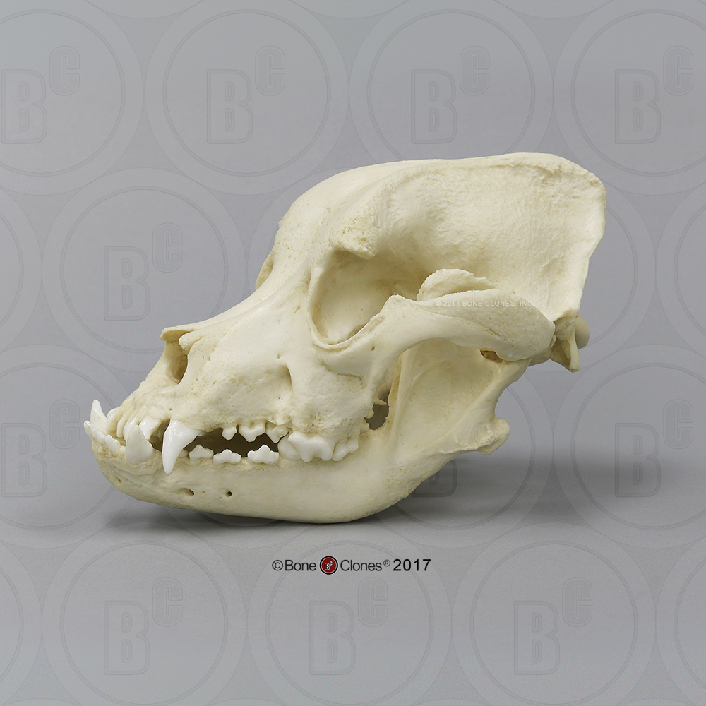 Bullmastiff Schedelmodel