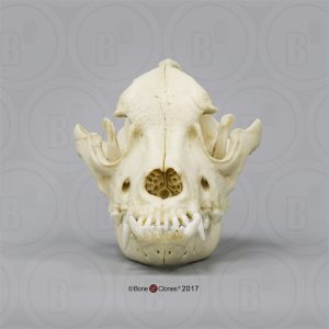 Bullmastiff Schedelmodel