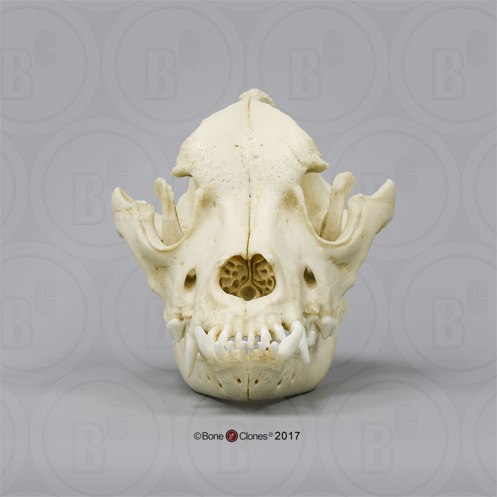 Bullmastiff Schedelmodel