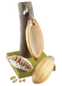 Cacaovrucht Model