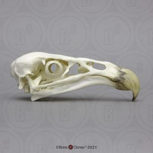 Californische Condor Schedelmodel