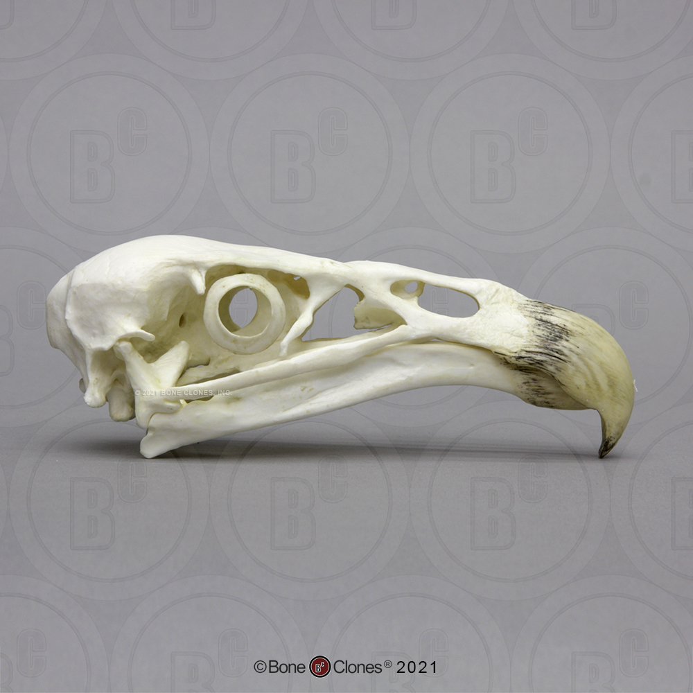 Californische Condor Schedelmodel
