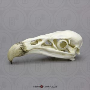Californische Condor Schedelmodel