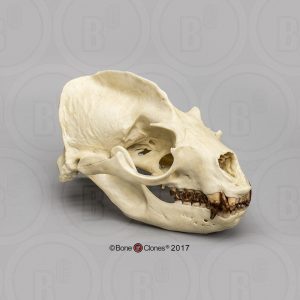 Californische Zeeleeuw Schedelmodel