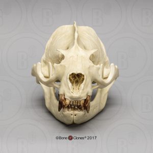 Californische Zeeleeuw Schedelmodel