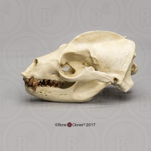 Californische Zeeleeuw Schedelmodel