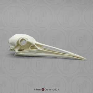 Canadese Kraanvogel Schedelmodel