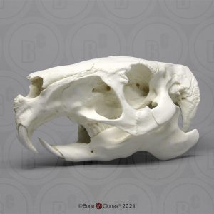 Capibara Schedelmodel