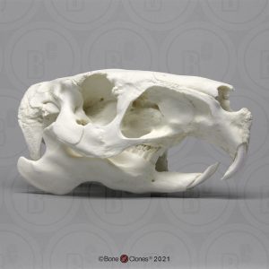 Capibara Schedelmodel