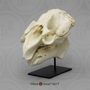 Caribische Lamantijn Schedelmodel