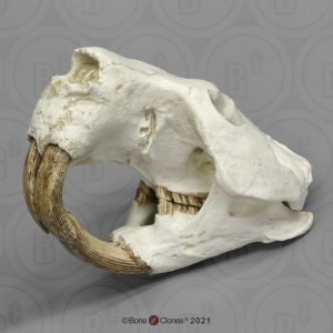 Castoroides Schedelmodel