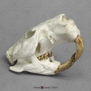 Castoroides Schedelmodel