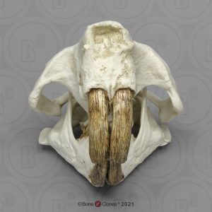 Castoroides Schedelmodel