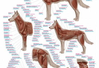 Anatomie Posters Dier
