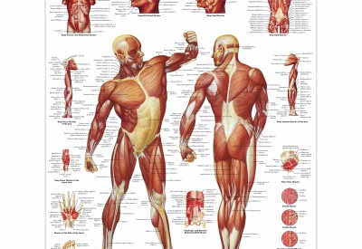 Anatomie Posters Mens