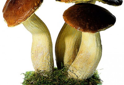 Anatomische Modellen Paddenstoelen