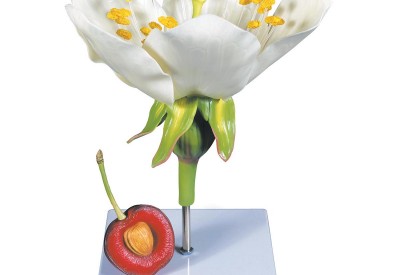 Anatomische Modellen Plant