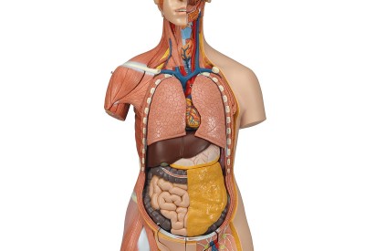 Anatomische Modellen Mens