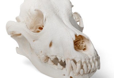 Anatomische Modellen Dier