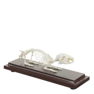 Cavia Skelet Model