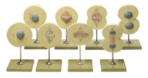 Celdeling Modellenset, 8-delig