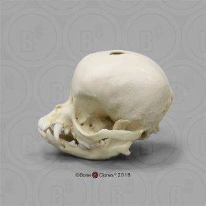 Chihuahua Schedelmodel, appelvormig hoofd