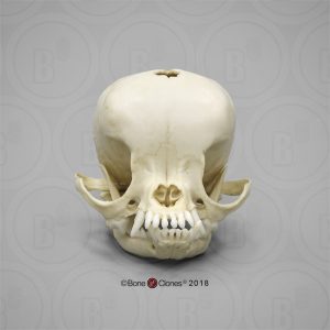 Chihuahua Schedelmodel, appelvormig hoofd