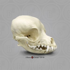 Chihuahua Schedelmodel, hertenhoofd