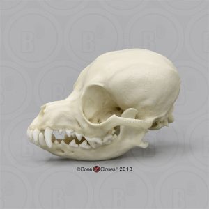 Chihuahua Schedelmodel, hertenhoofd